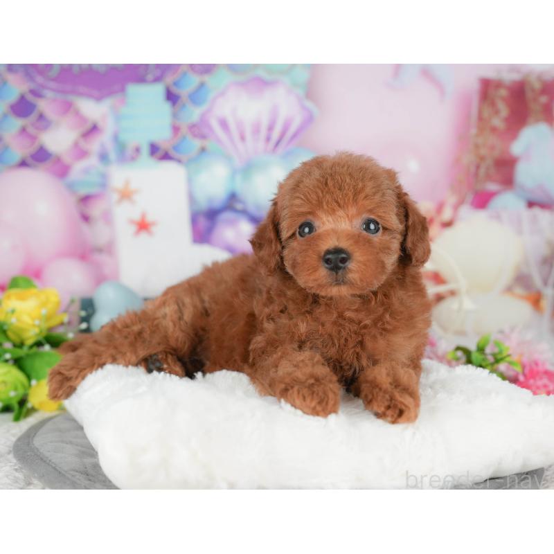 販売中の千葉県のトイプードル-427409の8枚目