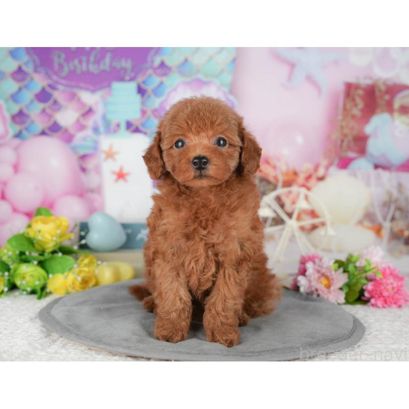 販売中の千葉県のトイプードル-427409の7枚目