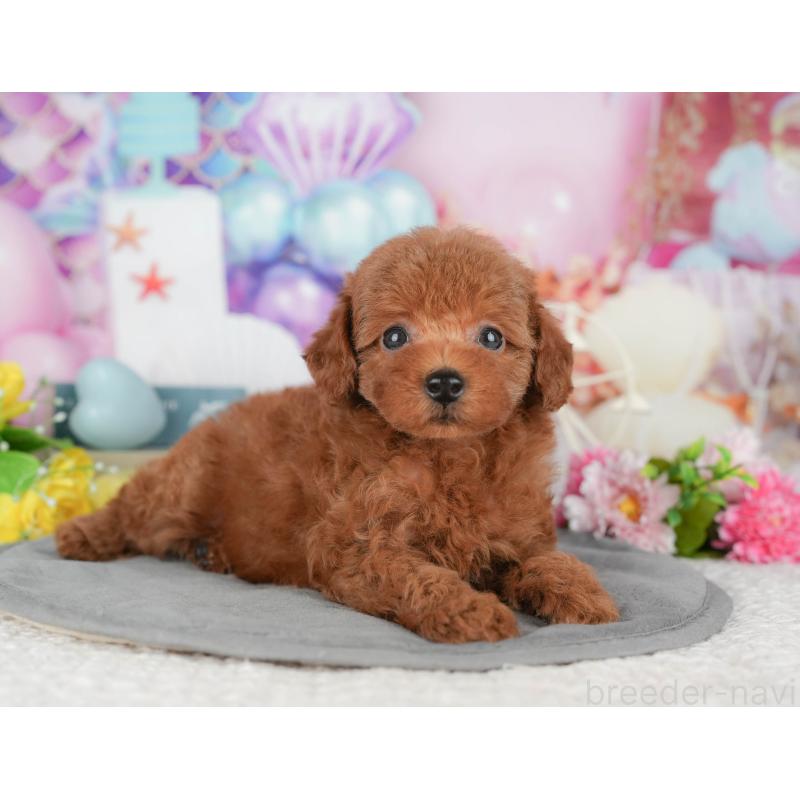 販売中の千葉県のトイプードル-427409の6枚目