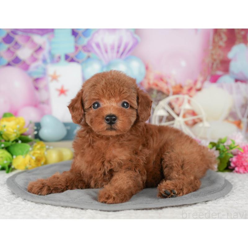 販売中の千葉県のトイプードル-427409の5枚目