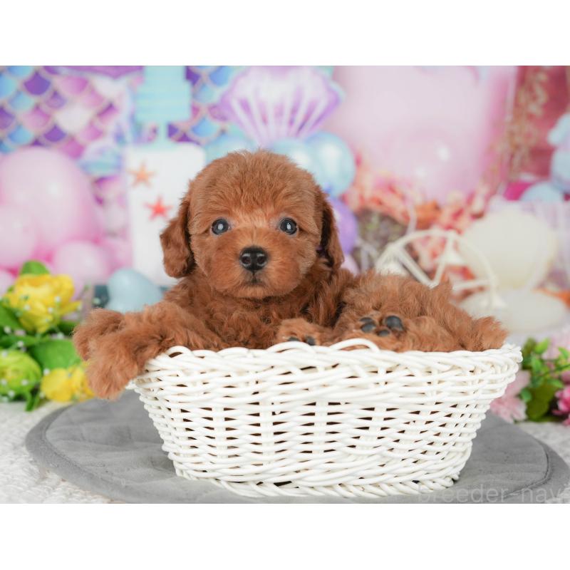 販売中の千葉県のトイプードル-427409の4枚目