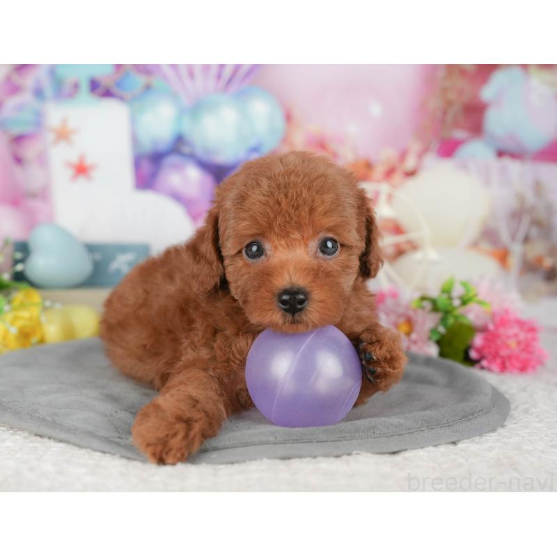 販売中の千葉県のトイプードル-427409の3枚目