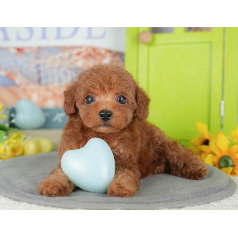 販売中の千葉県のトイプードル-427408の11枚目