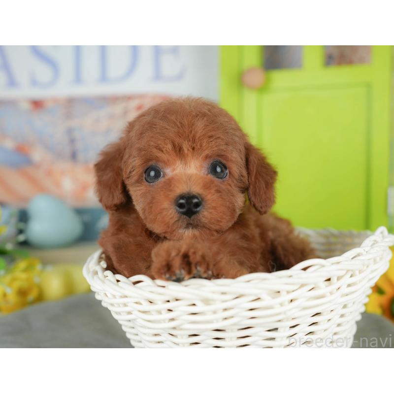 販売中の千葉県のトイプードル-427408の10枚目