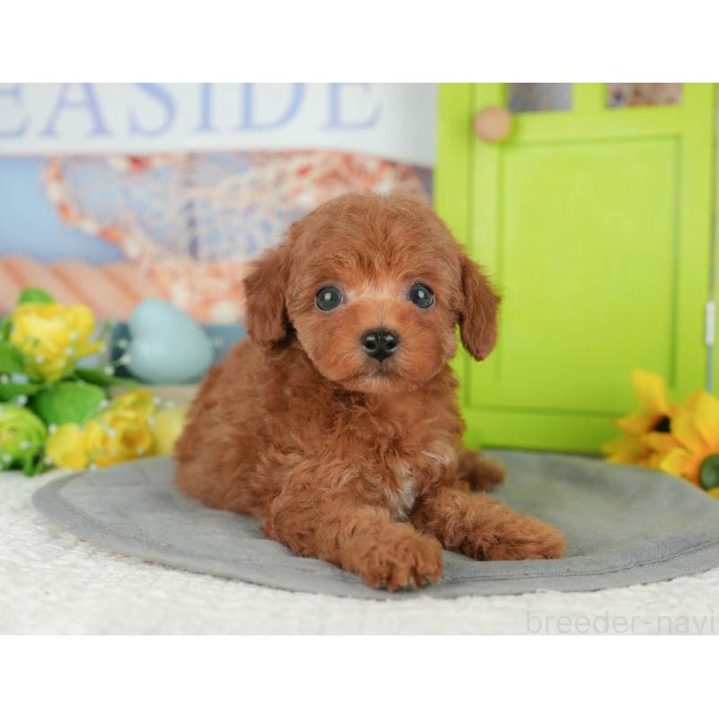 販売中の千葉県のトイプードル-427408の9枚目