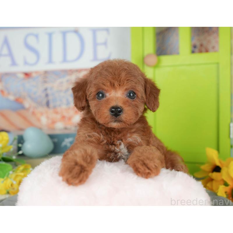 販売中の千葉県のトイプードル-427408の8枚目