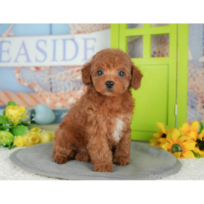 販売中の千葉県のトイプードル-427408の7枚目