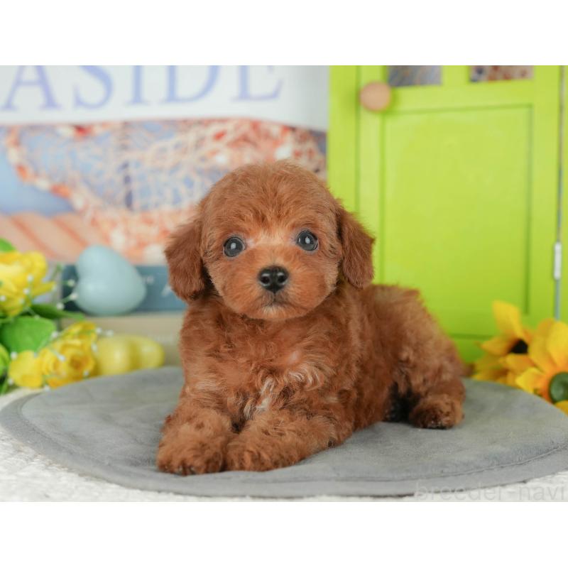 販売中の千葉県のトイプードル-427408の6枚目