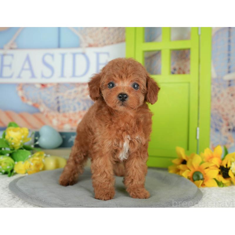 販売中の千葉県のトイプードル-427408の5枚目