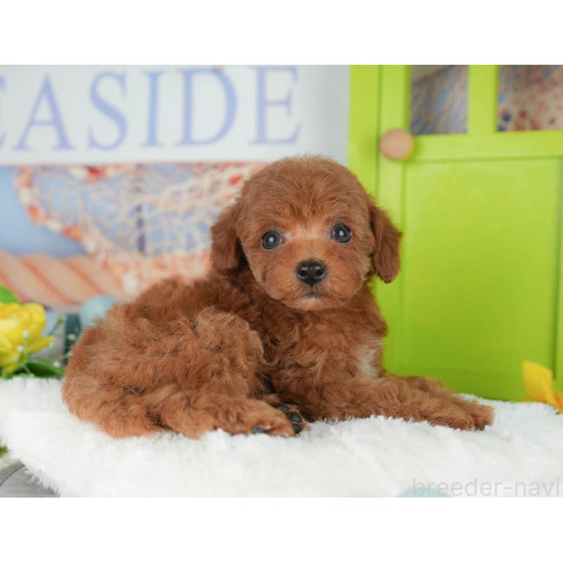 販売中の千葉県のトイプードル-427408の4枚目