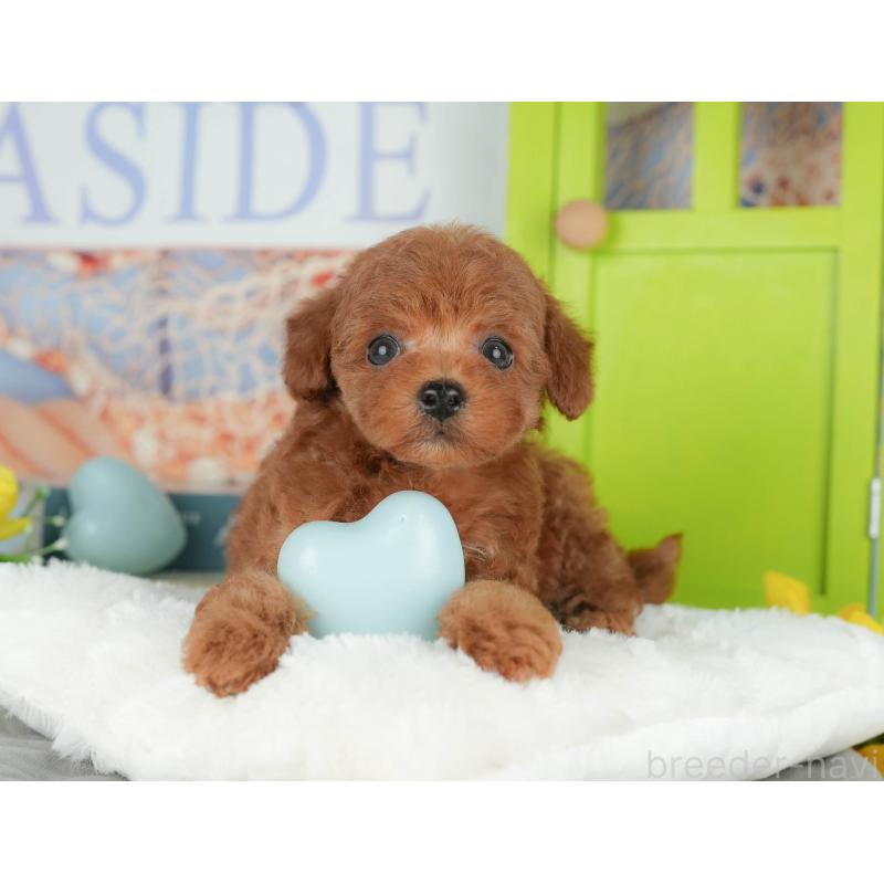 販売中の千葉県のトイプードル-427408の3枚目