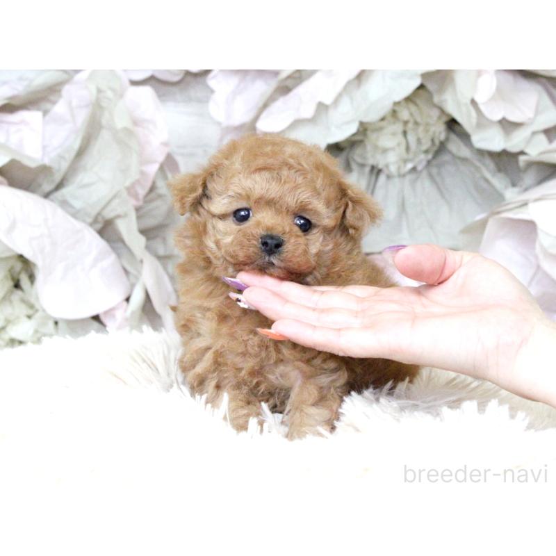 販売中の大阪府のタイニープードル-424566の18枚目
