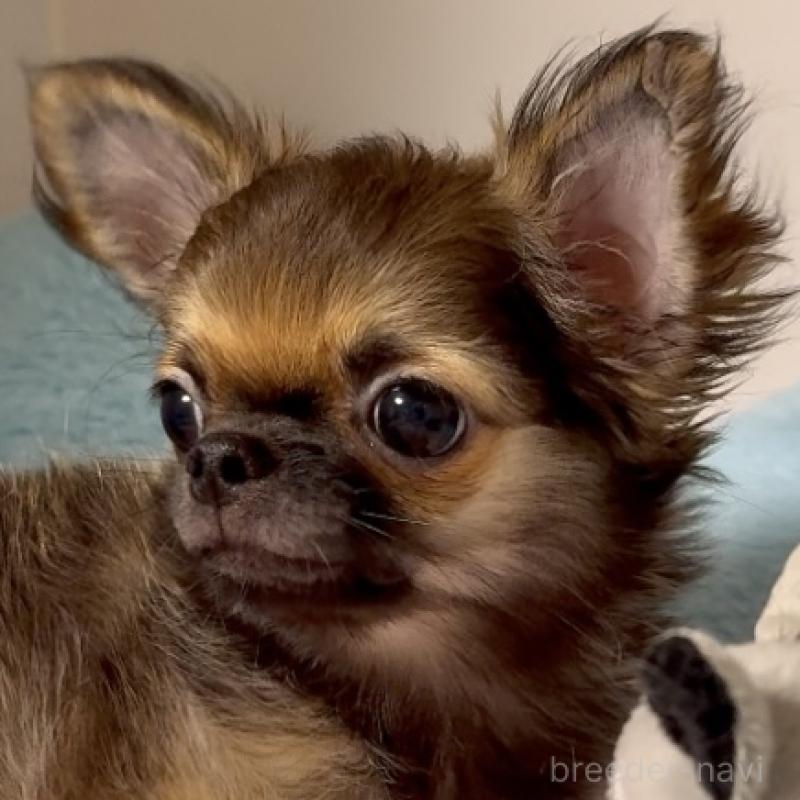 販売中の東京都のチワワ(ロングコート)-414179の6枚目