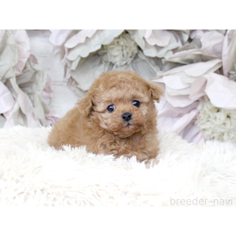 販売中の大阪府のタイニープードル-424566の15枚目