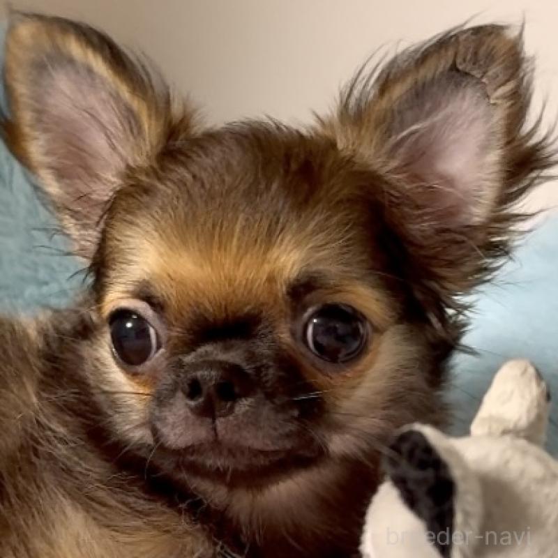 販売中の東京都のチワワ(ロングコート)-414179の5枚目