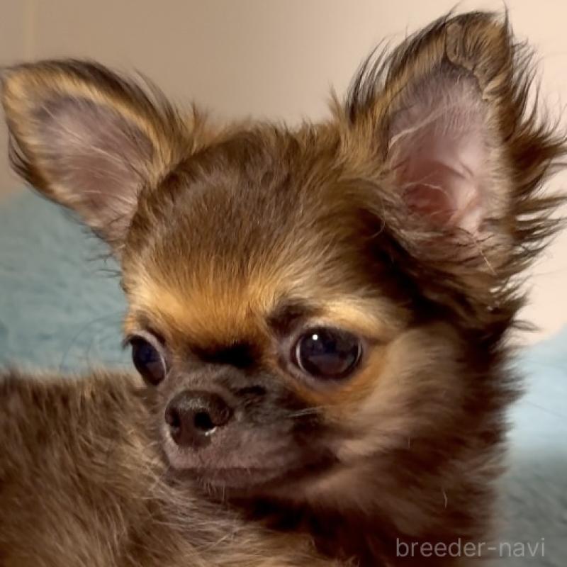 販売中の東京都のチワワ(ロングコート)-414179の4枚目