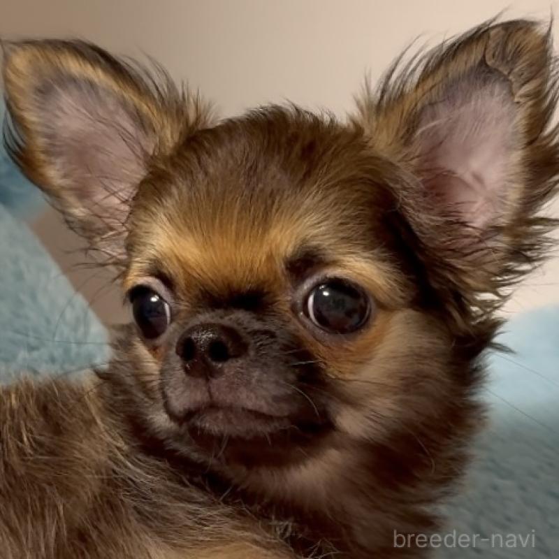 販売中の東京都のチワワ(ロングコート)-414179の3枚目