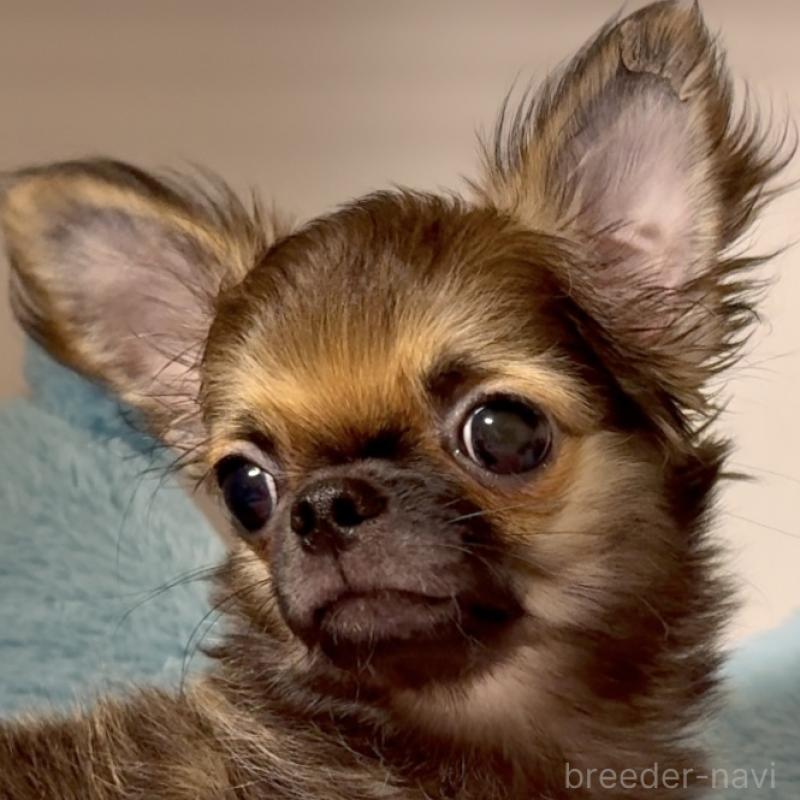 販売中の東京都のチワワ(ロングコート)-414179の2枚目