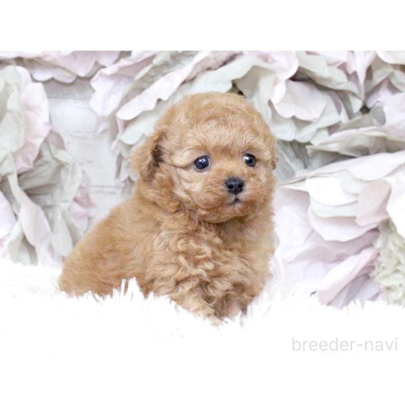 販売中の大阪府のタイニープードル-424566の13枚目