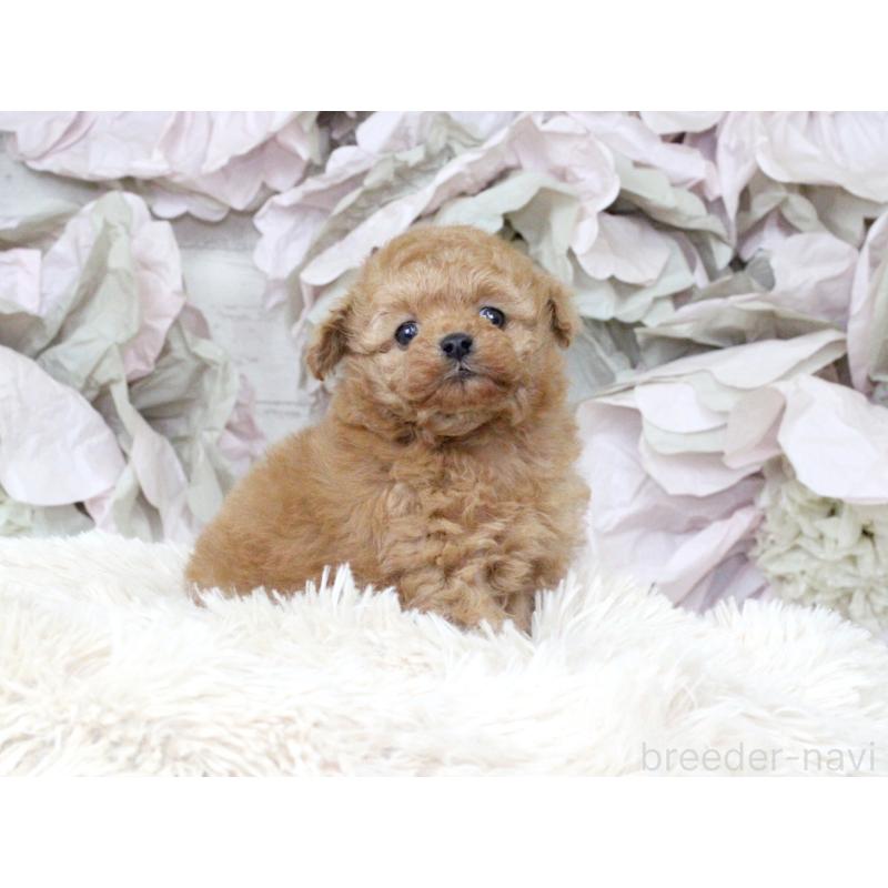 販売中の大阪府のタイニープードル-424566の12枚目