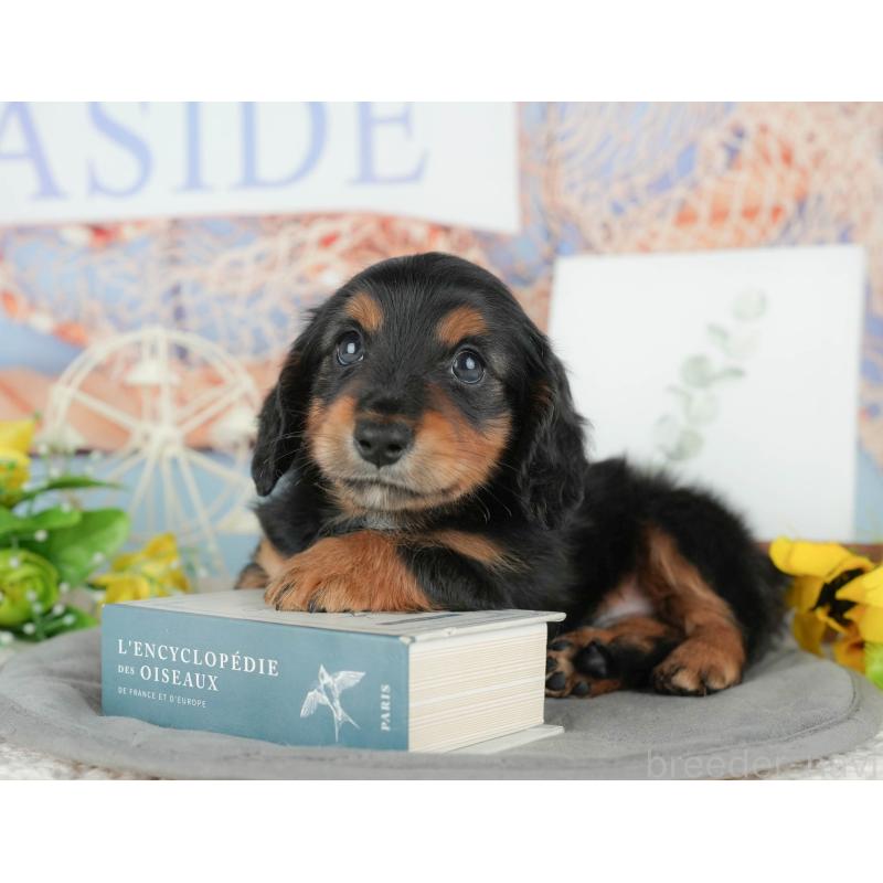 販売中の千葉県のミニチュアダックスフンド(ロングヘアード)-427407の11枚目