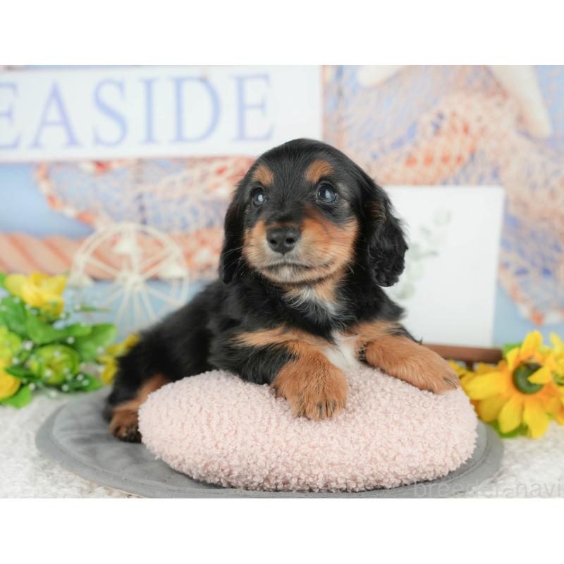 販売中の千葉県のミニチュアダックスフンド(ロングヘアード)-427407の10枚目