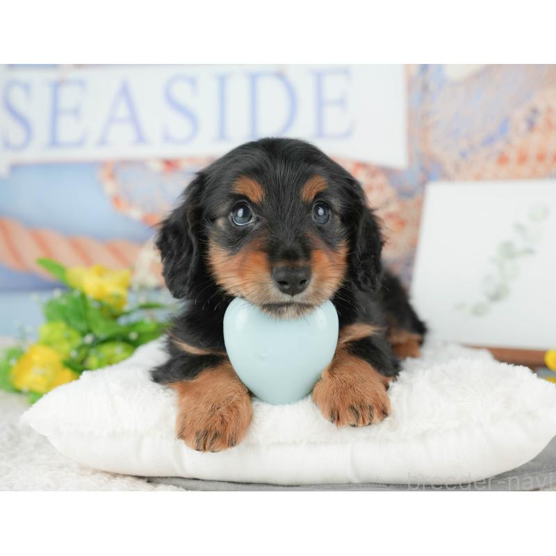 販売中の千葉県のミニチュアダックスフンド(ロングヘアード)-427407の9枚目