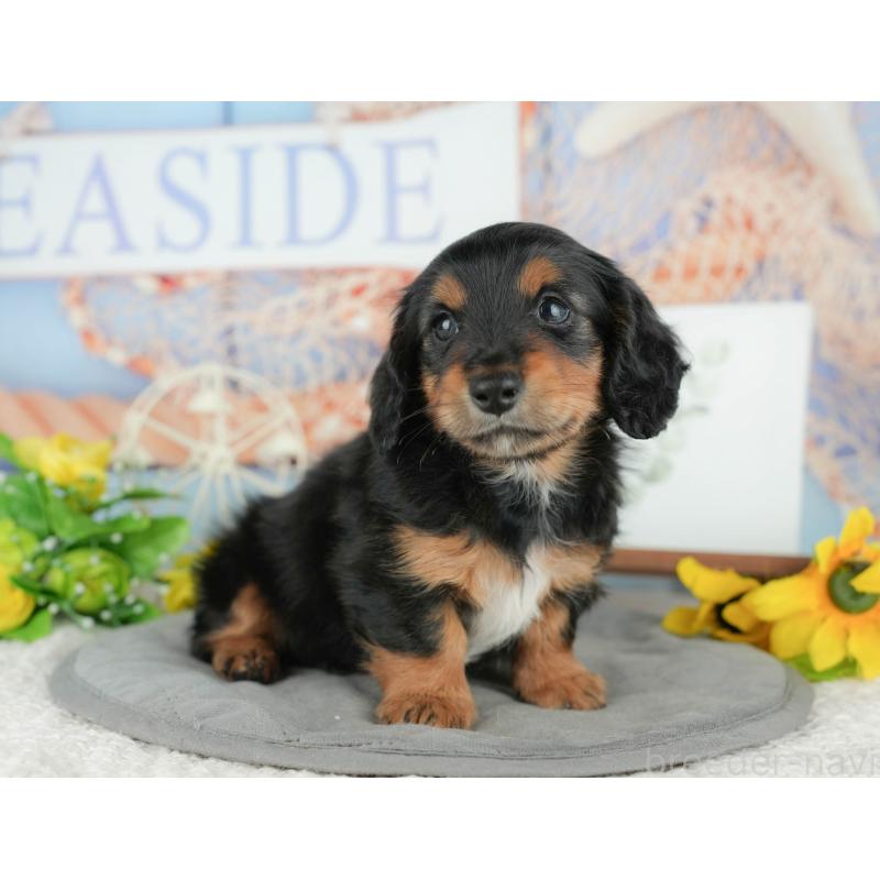 販売中の千葉県のミニチュアダックスフンド(ロングヘアード)-427407の8枚目