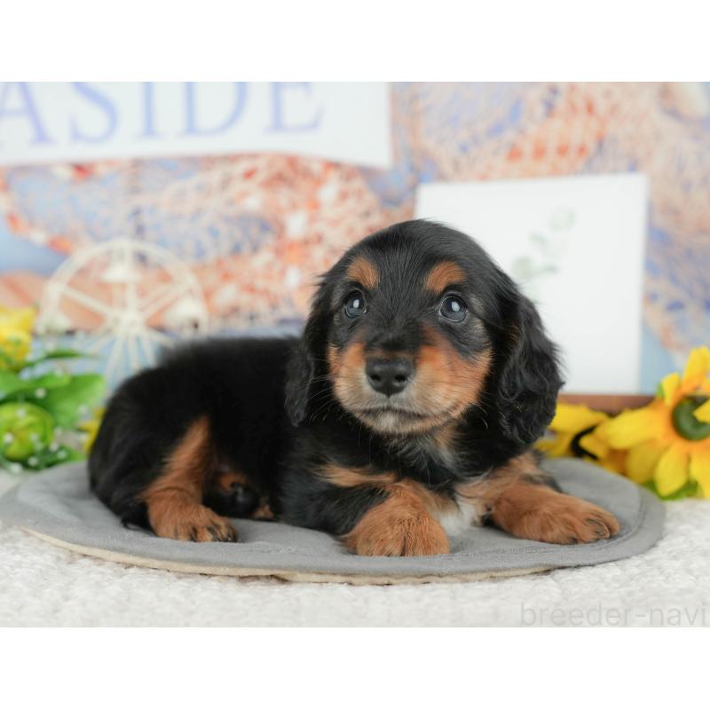 販売中の千葉県のミニチュアダックスフンド(ロングヘアード)-427407の7枚目