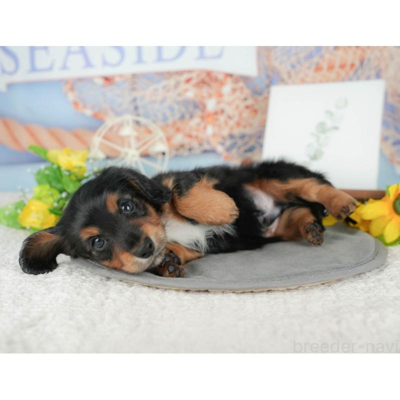 販売中の千葉県のミニチュアダックスフンド(ロングヘアード)-427407の6枚目