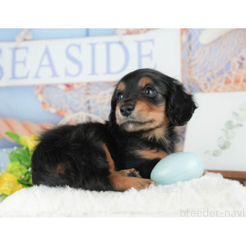 販売中の千葉県のミニチュアダックスフンド(ロングヘアード)-427407の5枚目