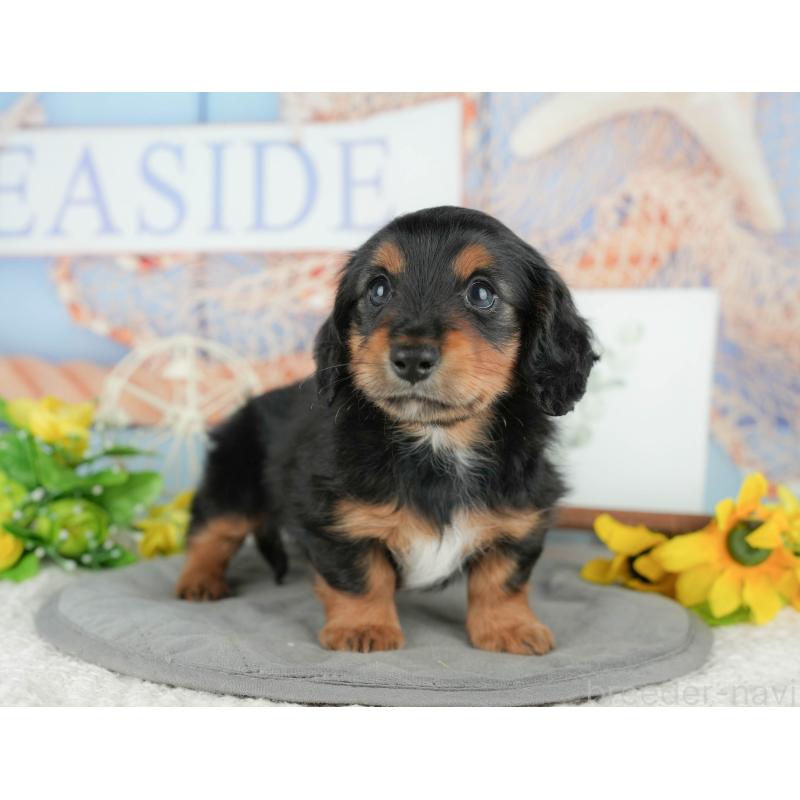 販売中の千葉県のミニチュアダックスフンド(ロングヘアード)-427407の4枚目