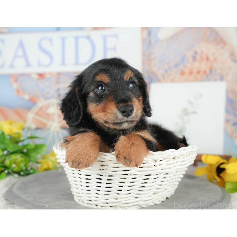 販売中の千葉県のミニチュアダックスフンド(ロングヘアード)-427407の3枚目