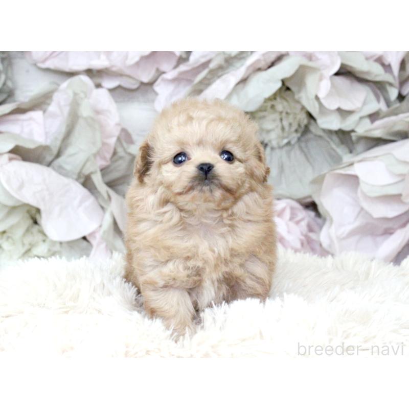 販売中の大阪府のティーカッププードル-427122の12枚目