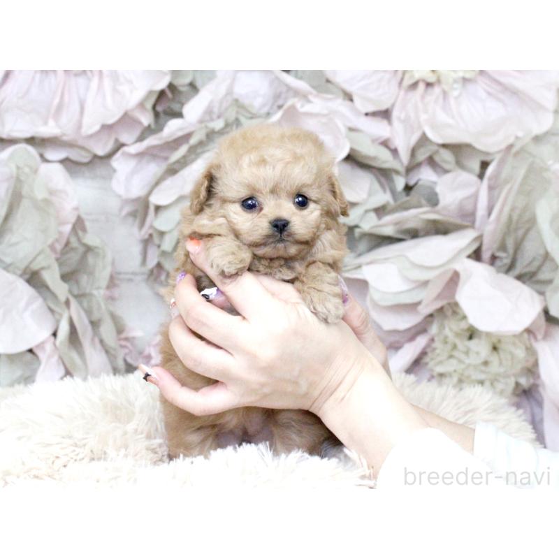 販売中の大阪府のティーカッププードル-427122の11枚目