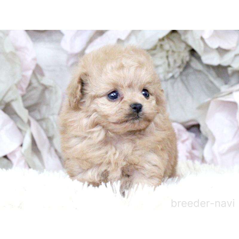 販売中の大阪府のティーカッププードル-427122の10枚目