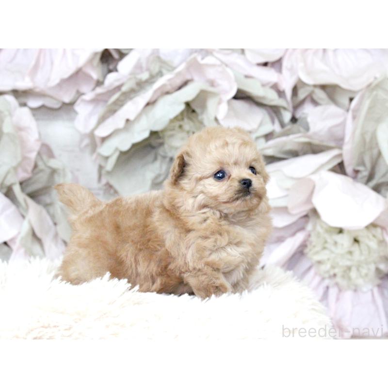 販売中の大阪府のティーカッププードル-427122の9枚目