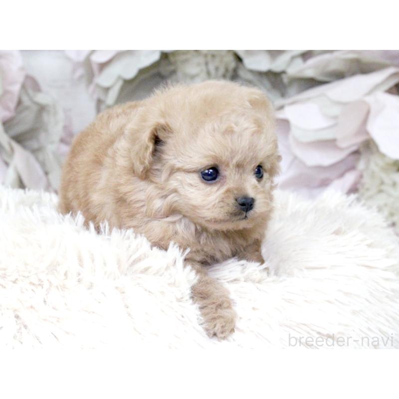 販売中の大阪府のティーカッププードル-427122の8枚目