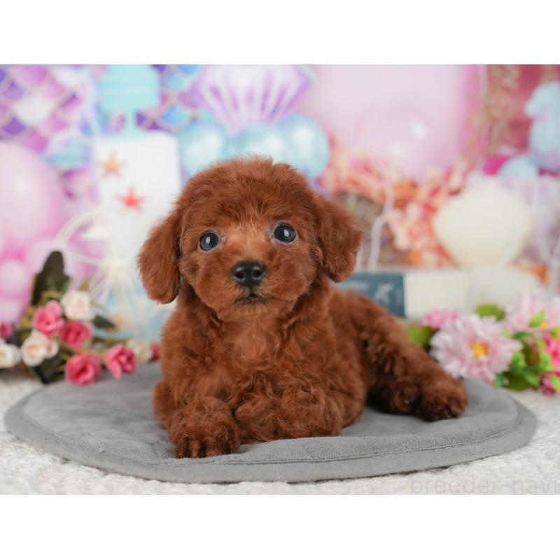 販売中の千葉県のトイプードル-427403の8枚目