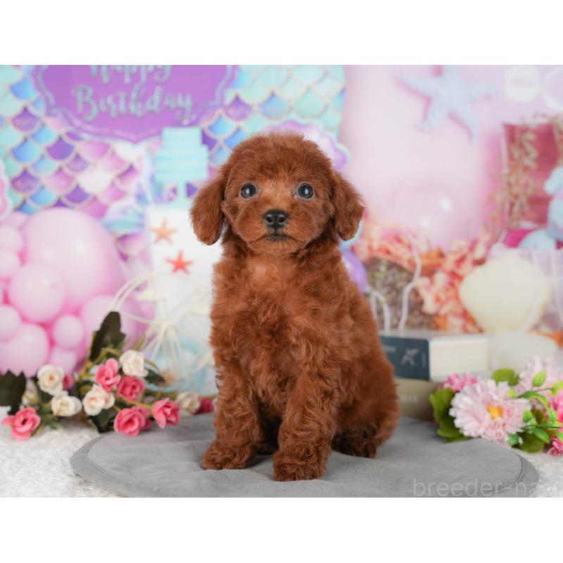 販売中の千葉県のトイプードル-427403の7枚目