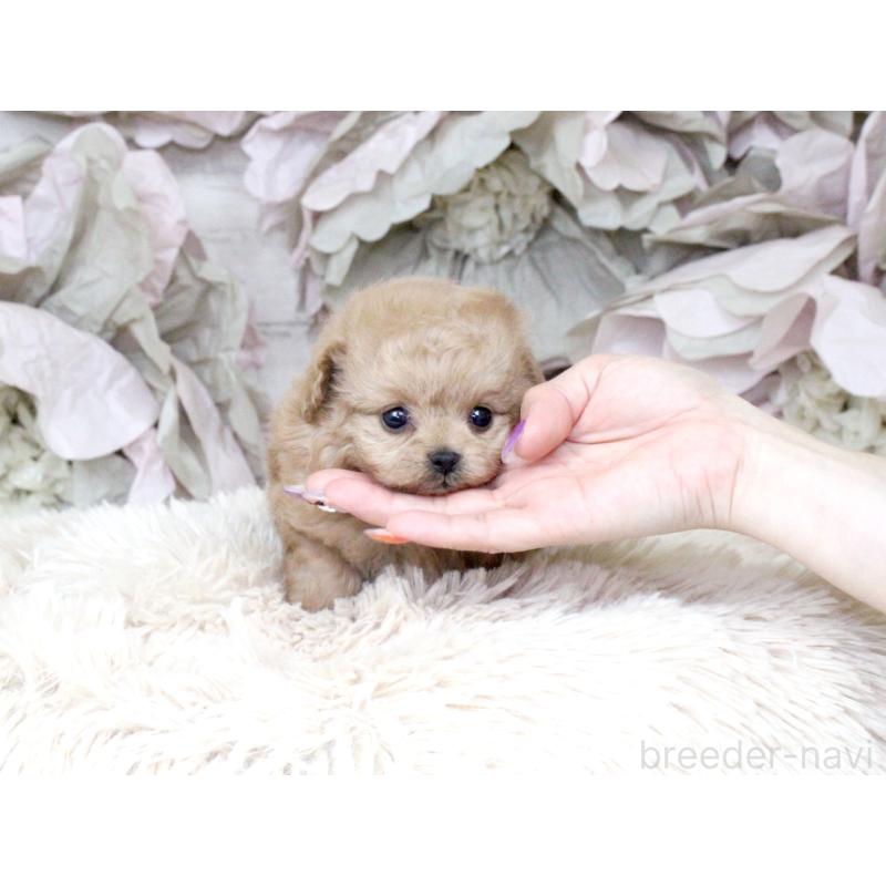 販売中の大阪府のティーカッププードル-427122の7枚目