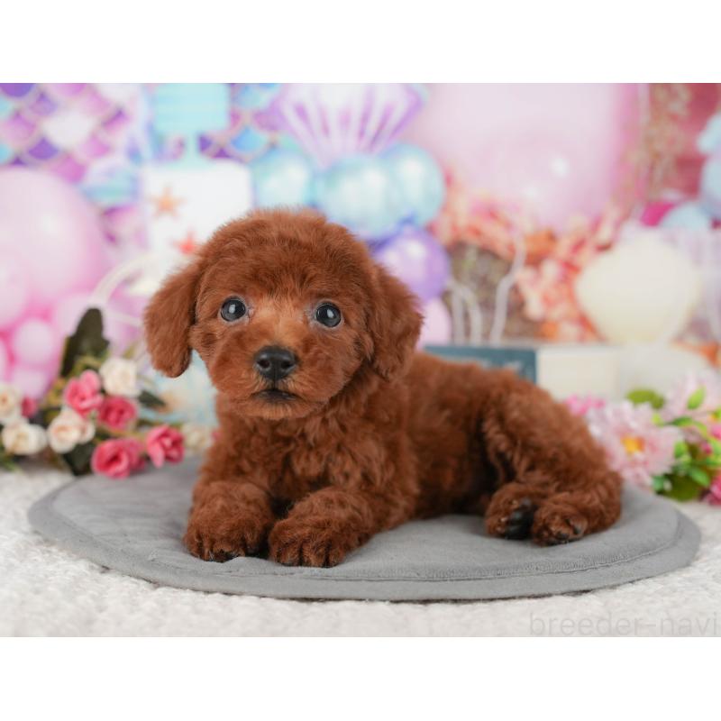 販売中の千葉県のトイプードル-427403の6枚目