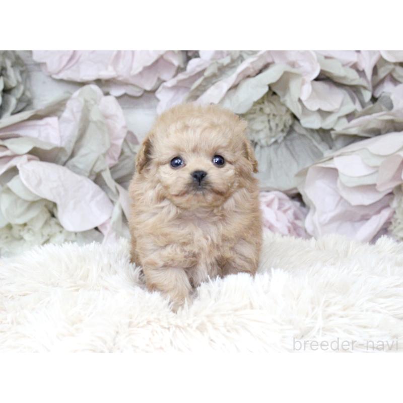 販売中の大阪府のティーカッププードル-427122の6枚目