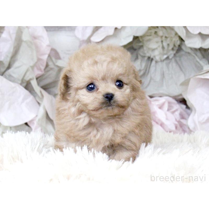 販売中の大阪府のティーカッププードル-427122の5枚目