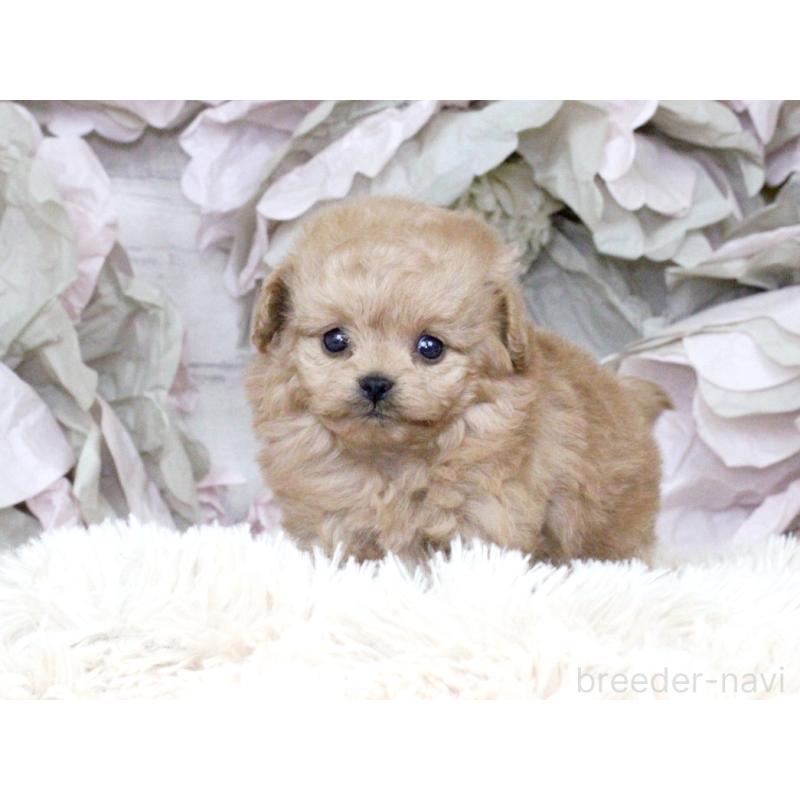 販売中の大阪府のティーカッププードル-427122の4枚目