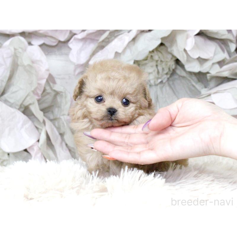 販売中の大阪府のティーカッププードル-427122の3枚目