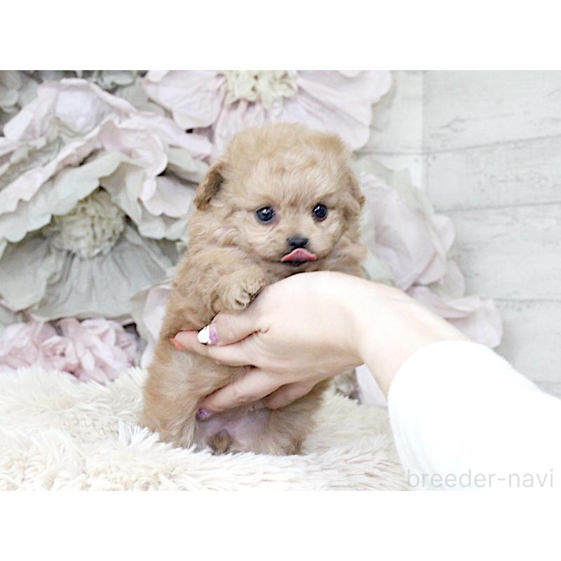 販売中の大阪府のティーカッププードル-427122の2枚目