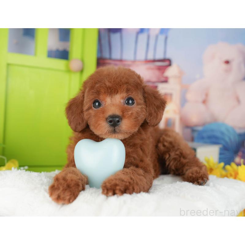 販売中の千葉県のトイプードル-427402の11枚目