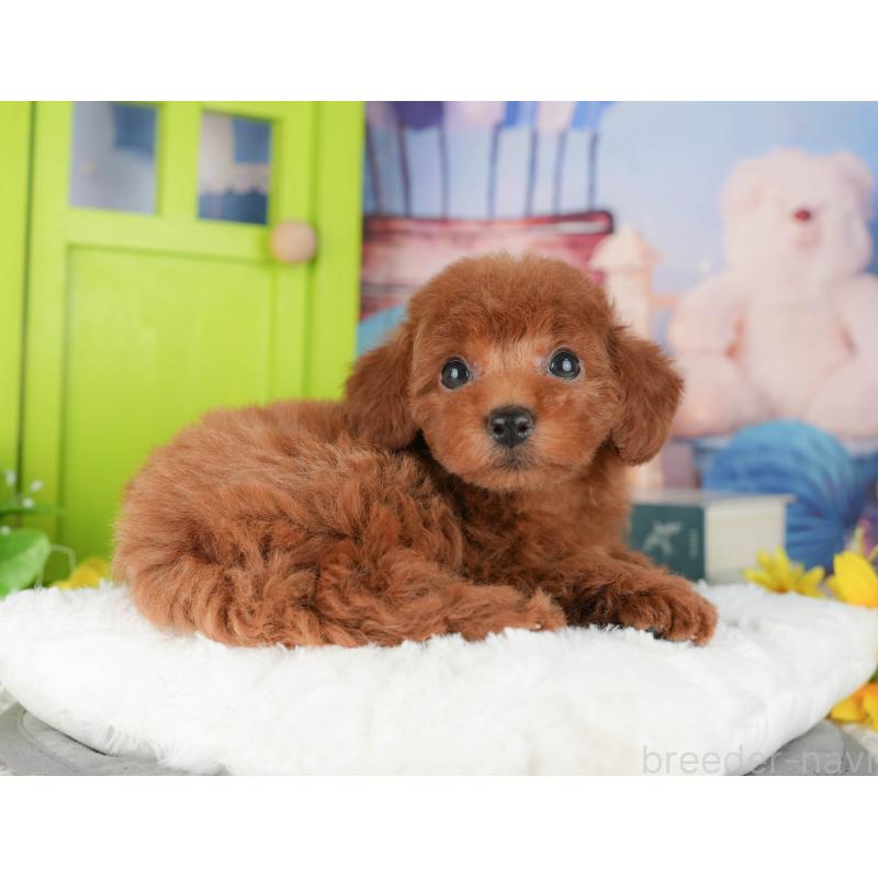 販売中の千葉県のトイプードル-427402の10枚目