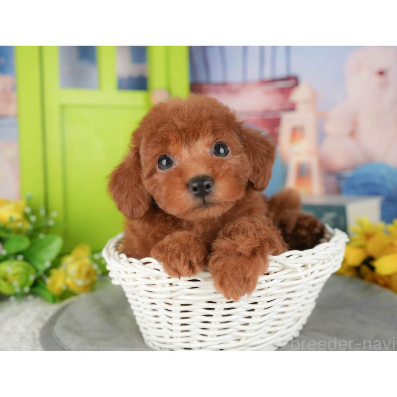 販売中の千葉県のトイプードル-427402の9枚目